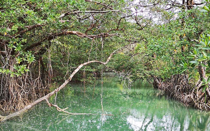 Restauration de mangroves en Indonésie
